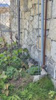 Verstecktes Murmeltier