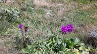 Wanderung Furi - Zmutt - Blatten - Zermatt