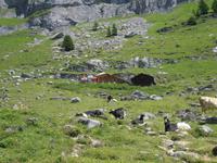 Wanderung am Oeschinensee