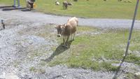 Wanderung um den Trübsee