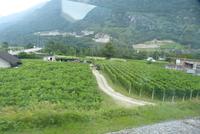Weinberge im Tessin
