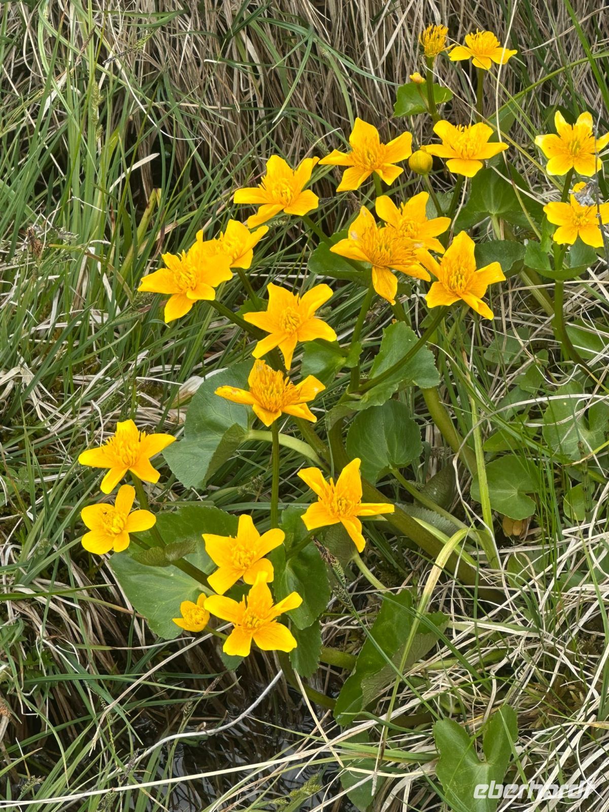 Wiesenblüher