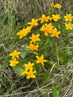 Wiesenblüher