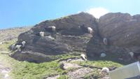 Zermatt, Rothorn, Wanderung entlang des Blumenwegs