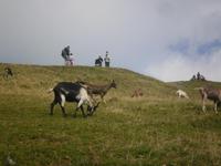 auf Rigi-Kulm