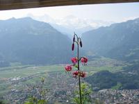 auf dem Harder Kulm