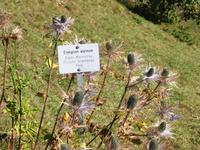 im Alpengarten