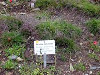 im Alpengarten