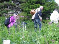 im Alpengarten