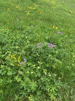 im Alpengarten