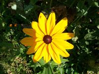 Giverny, Monet- Fondation