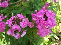 Giverny, Monet- Fondation