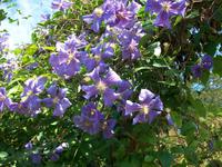 Giverny, Monet- Fondation