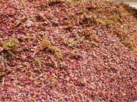 Beim Winzer in Riquewihr...