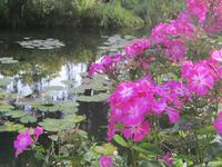 Seerosenteich von Claude Monet