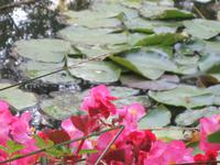 Seerosenteich von Claude Monet