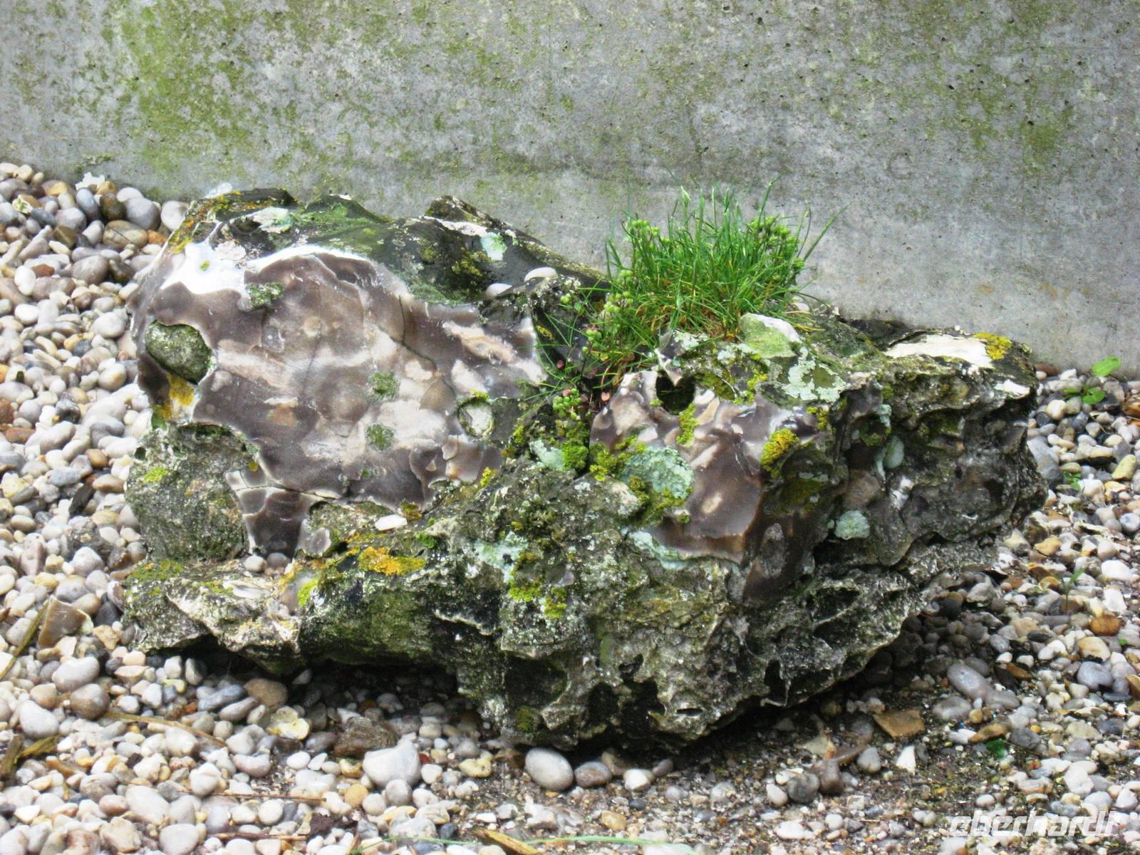 Ein Feuerstein am Strand von Etretat