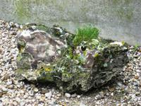 Ein Feuerstein am Strand von Etretat