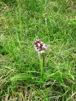Die Vegegation am Château Gaillard