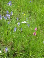 Die Vegegation am Château Gaillard