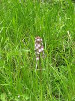 Die Vegegation am Château Gaillard
