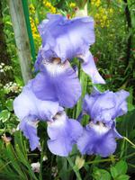 Iris in Giverny