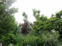 Vegetation an der Seine