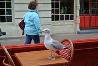 Möwe in Etretat
