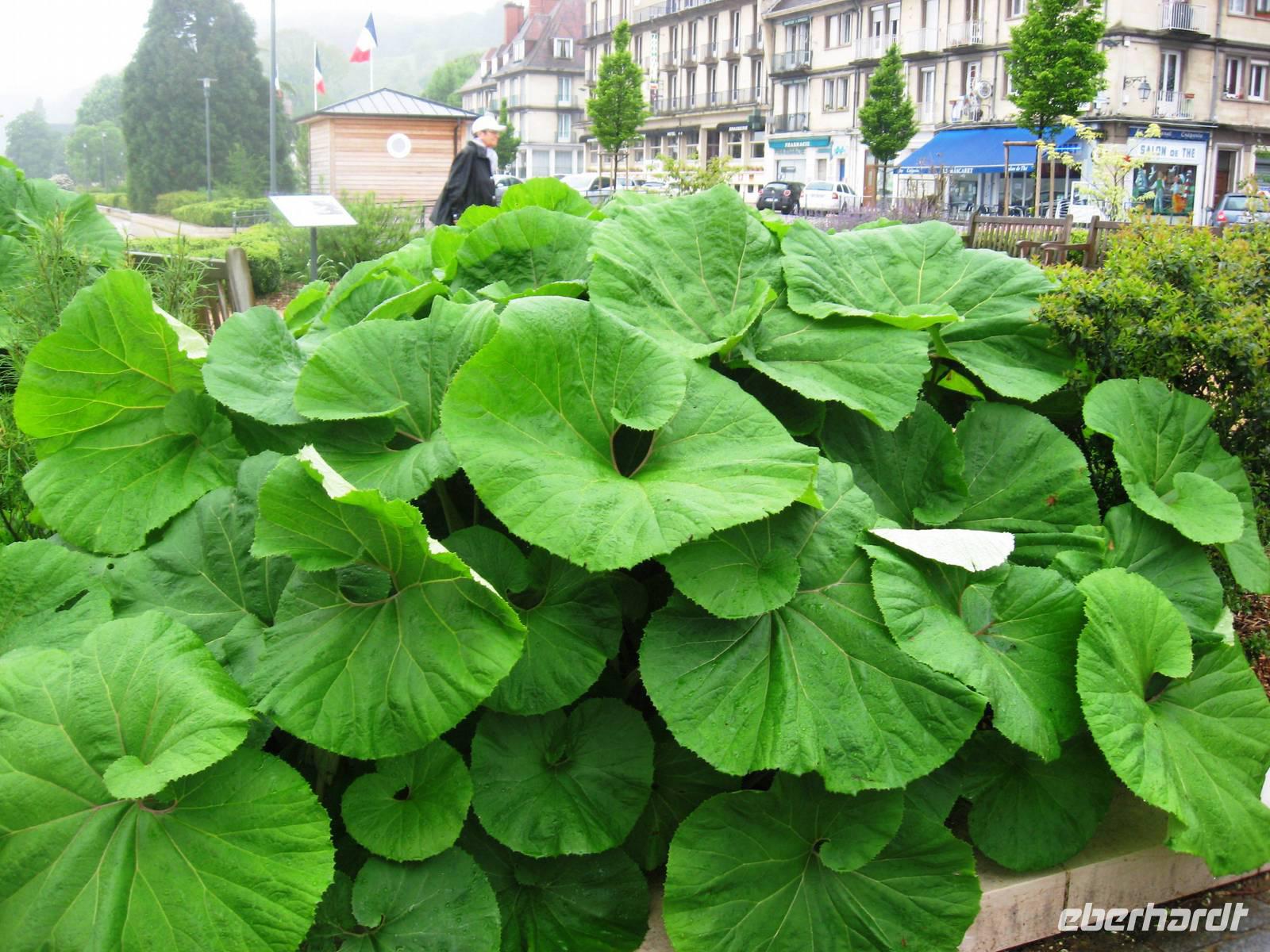Caudebec-en-Caux