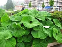 Caudebec-en-Caux