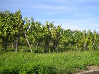 Fahrt durch die Weinberge von Dambach-la-Ville