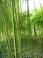 Giverny