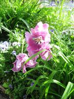 In Giverny