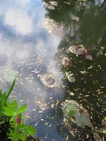 In Giverny