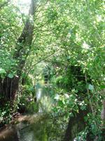 In Giverny