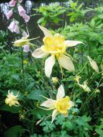 In Giverny