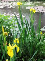 In Giverny