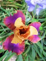 Iris in Giverny