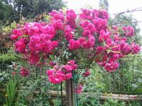 der Garten