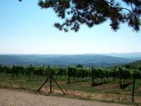 Weinbau in Zentralserberbien