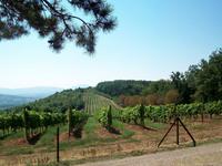 Weinbau in Zentralserberbien