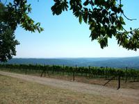 Weinbau in Zentralserberbien