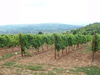 Weinberge in Topola
