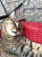 schlafende Miez in Kotor