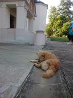 Kloster Krusedol - Nachmittagsschläfchen