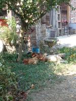 Orasac - Karadjordjev vajat Restaurant