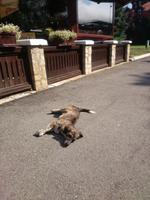 Mokra Gora - Mein Revier