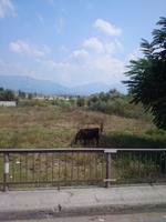 Es findet sich doch was  - Albanien