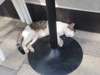 Mich stört es nicht... - Tirana