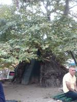 Ohrid - die älteste Platane